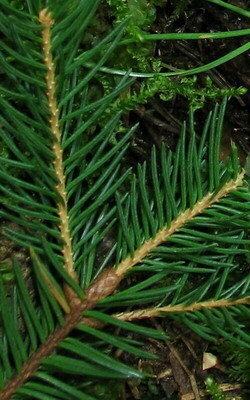 3 wierk pospolity - Picea abies, igy