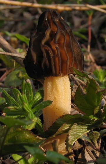 6 Mitrwka pwolna - Mitrophora semilibera (DC.) Lv.