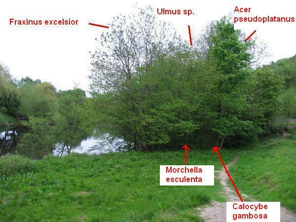07 Siedlisko smardza jadalnego - Morchella esculenta, rzeka Tyne w Corbridge - 15
