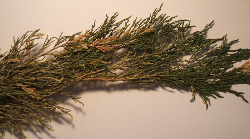 juniperus1