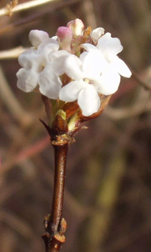 Viburnum - kwiat