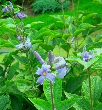 niebieskie kwiatuszki