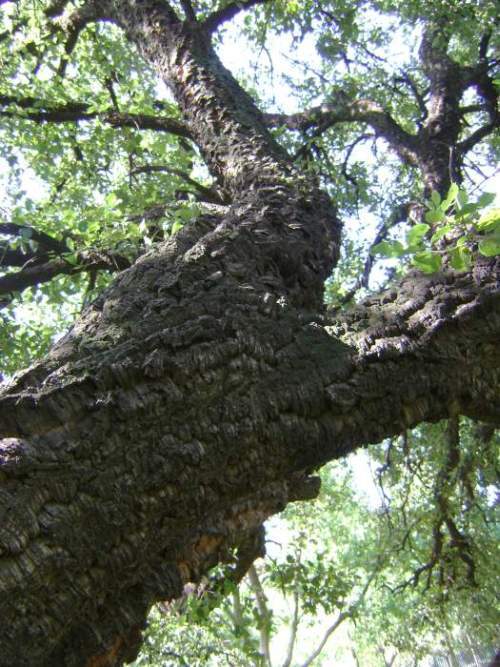 Drzewo Korkowe