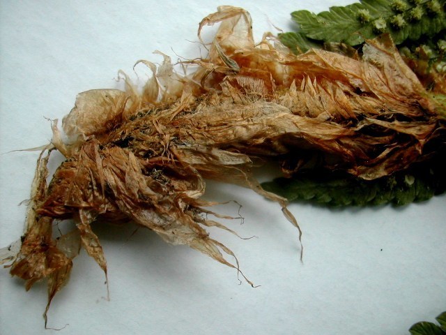 Dryopteris cambrensis 4