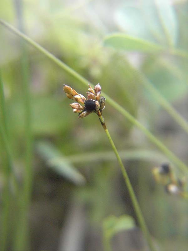 Image Carex orni2