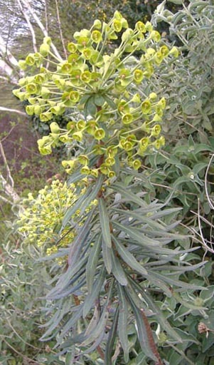 Euphorbia characias 1