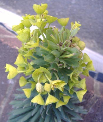 Euphorbia characias 2