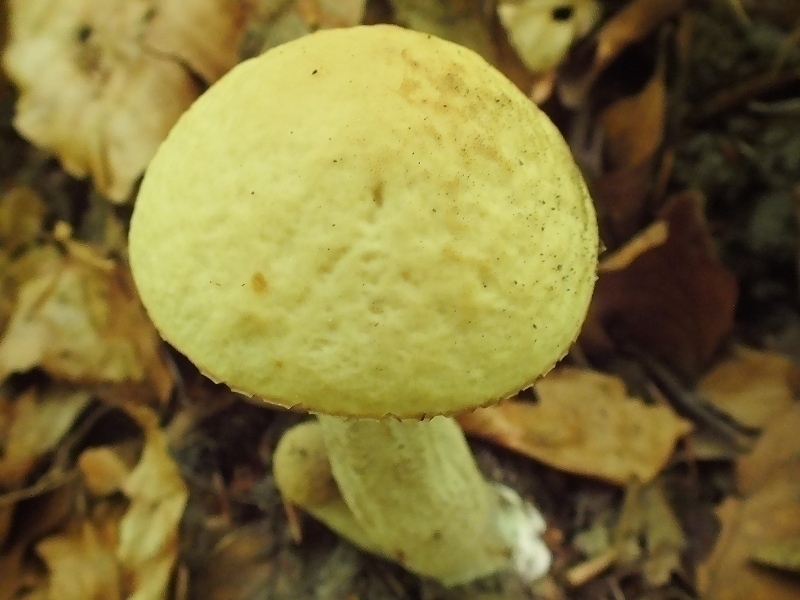 Leccinum crocipodium2