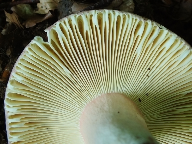 Russula 18-3