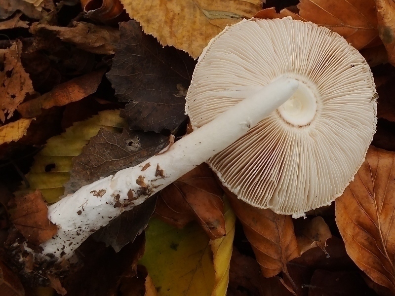 Macrolepiota3