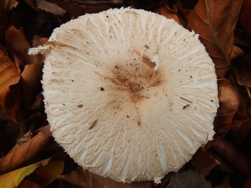 Macrolepiota4