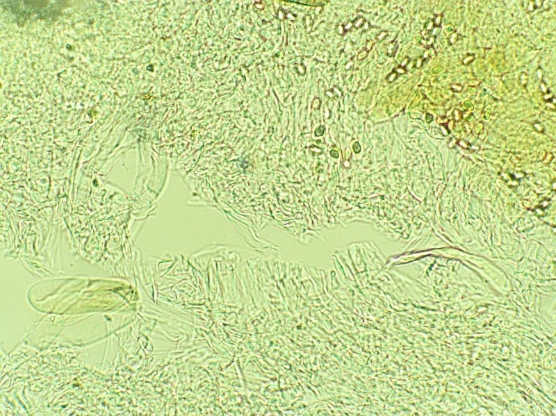 Hygrophoropsis skrka1
