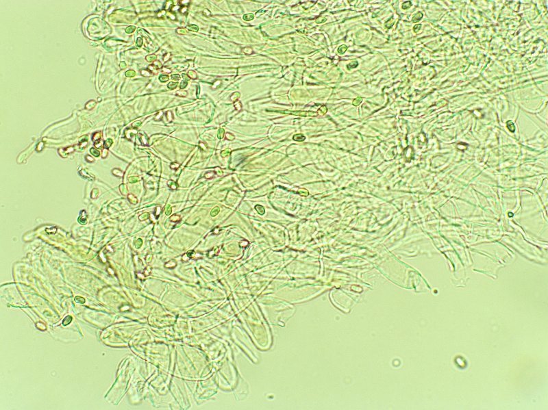Hygrophoropsis skrka2