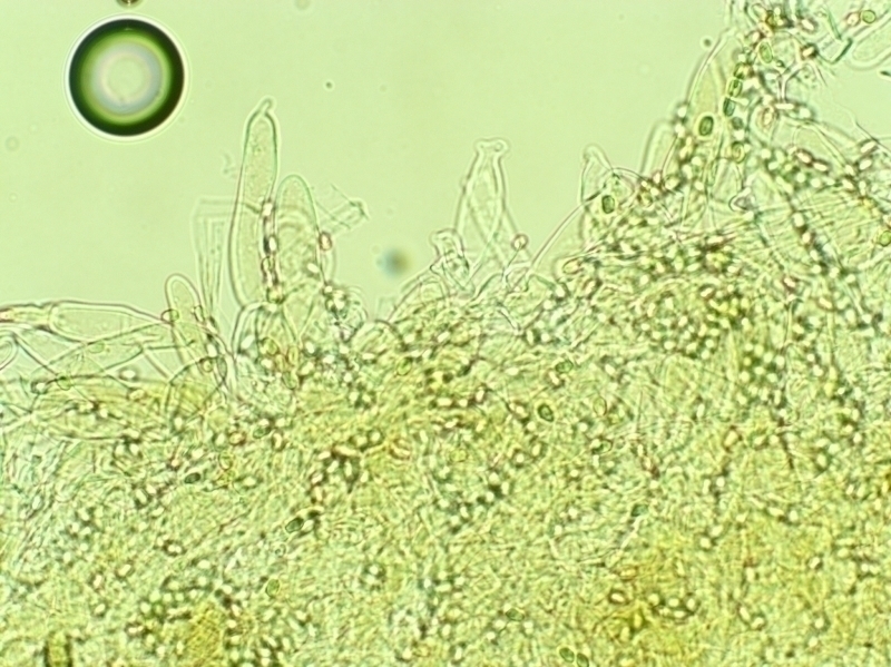 Hygrophoropsis skrka3