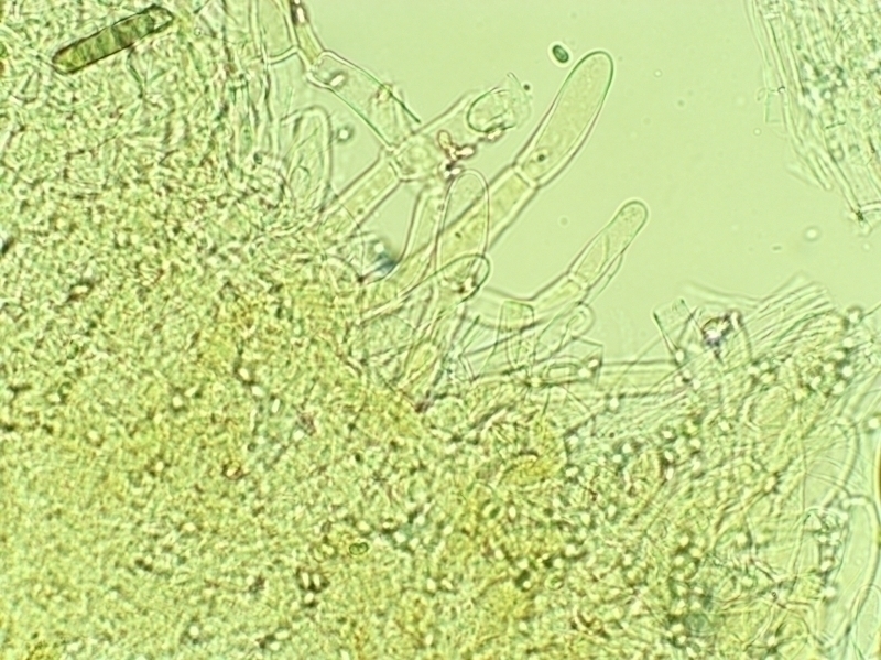Hygrophoropsis skrka4