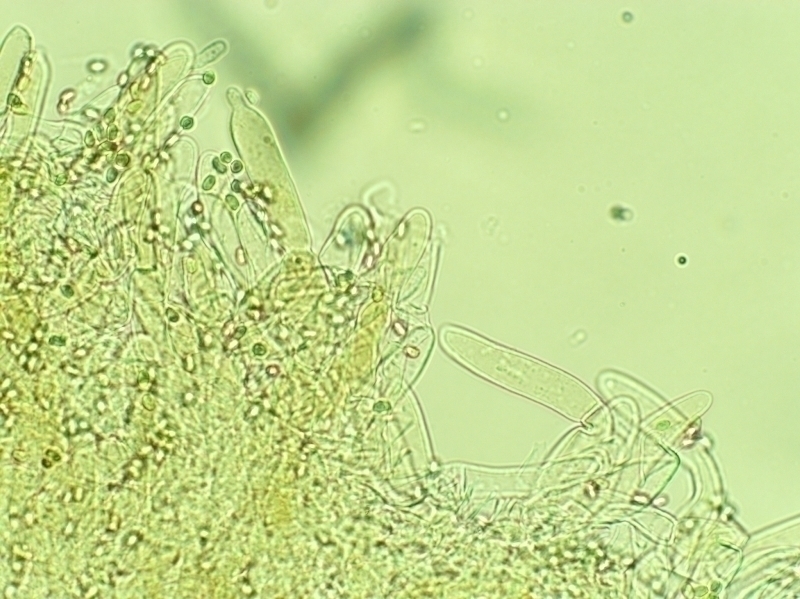 Hygrophoropsis skrka5