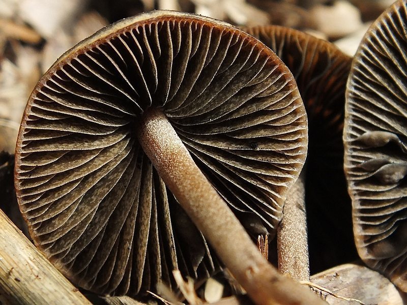 Panaeolus5