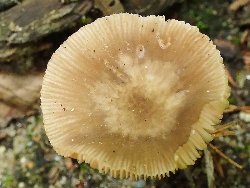 Pluteus2