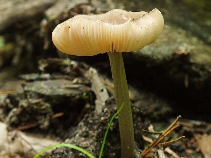 Pluteus3