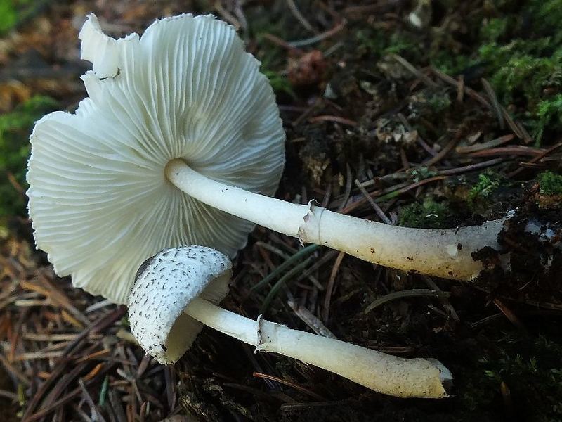 Leucocoprinus4