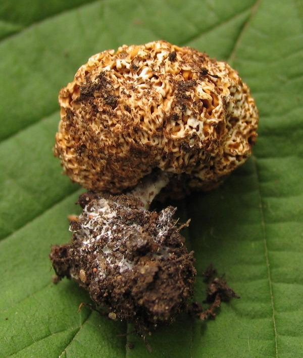 Gautieria morchelliformis - wnętrznica smardzowata - 01