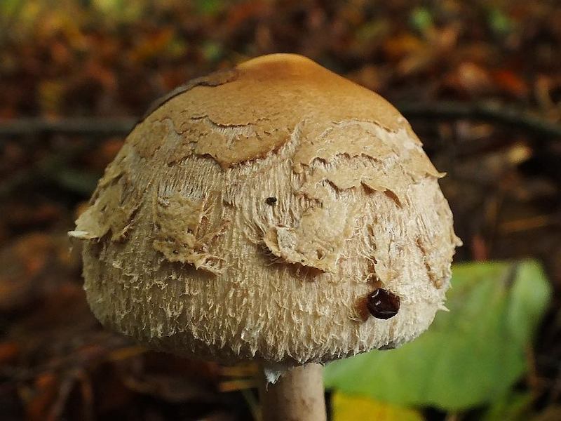 Macrolepiota3