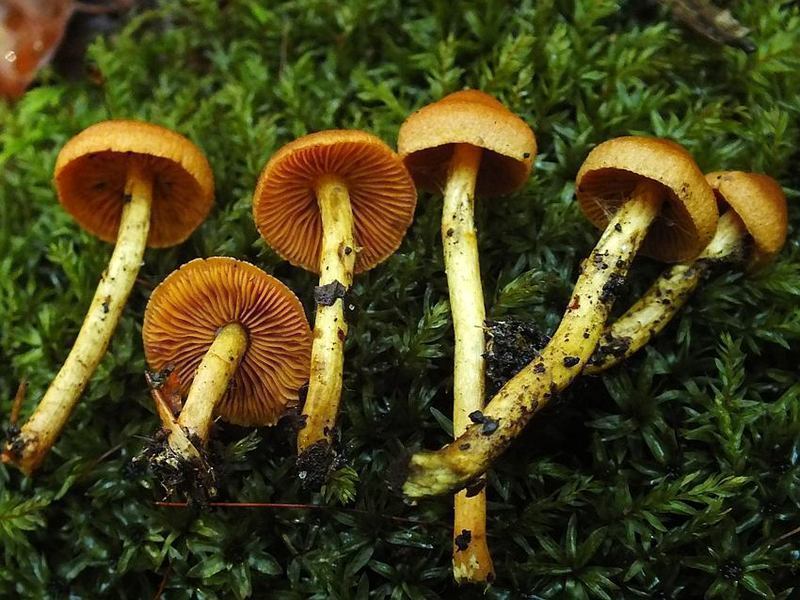 Cortinarius4