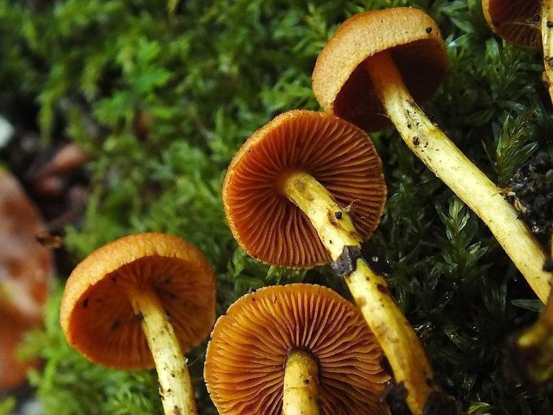 Cortinarius5