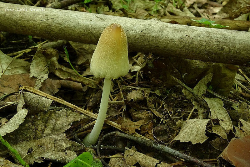 Coprinus 4