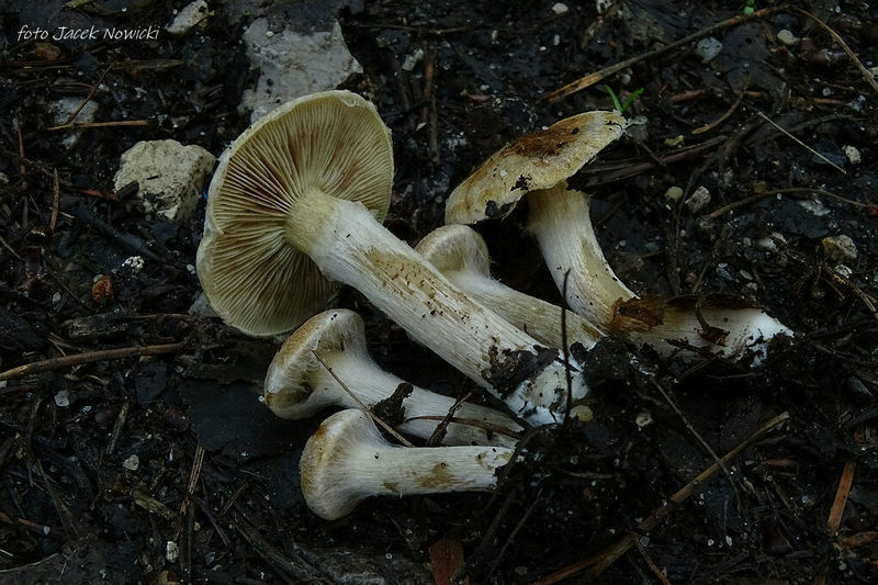 Inocybe 3