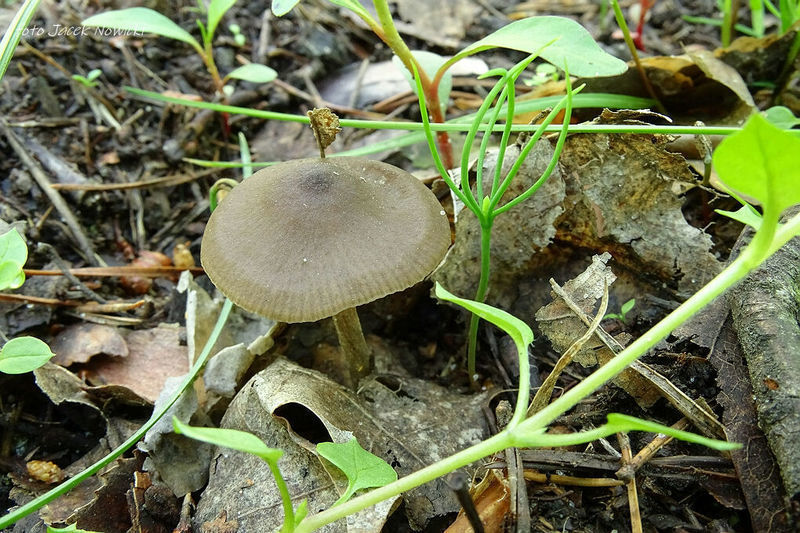 Entoloma q1