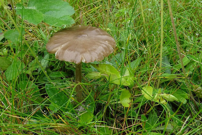 Entoloma dm1