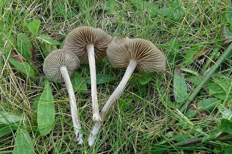 Entoloma dm5