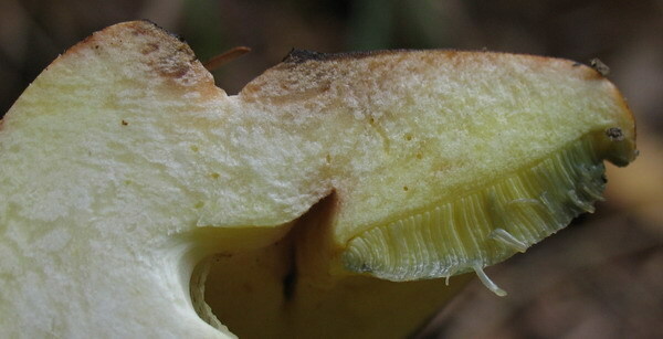 Boletus subappendiculatus - borowik grski - 14