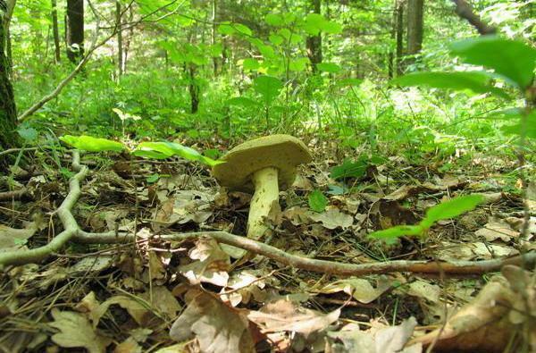 Leccinum crocipodium - kolarz bruzdkowany 03