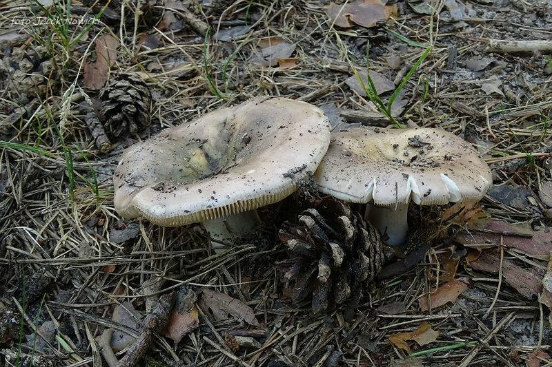 russula stm1
