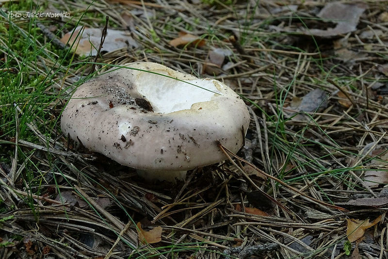 russula stm2