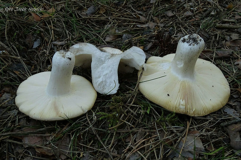 russula stm3