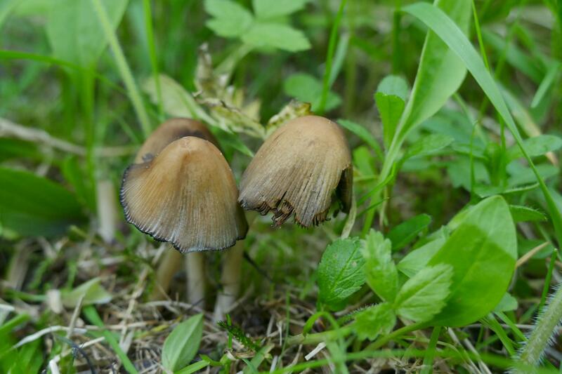 Coprinus sp.