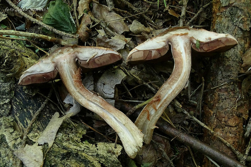 Agaricus silvaticus bm5