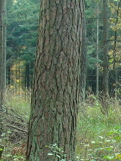 02 Sosna zwyczajna - Pinus sylvestris