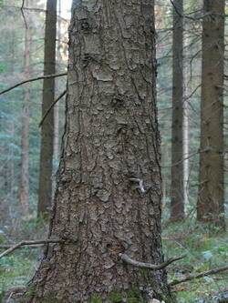 03 wierk pospolity - Picea abies