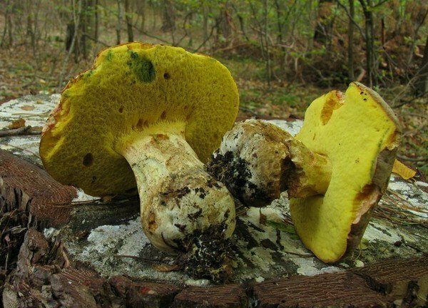 003 Boletus fechtneri = Boletus appendiculatus ssp. pallescens - borowik zotobrzowy podgat. popielaty