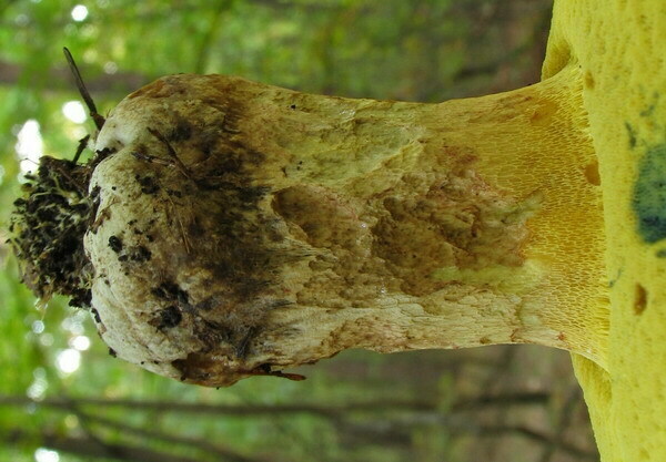 005 Boletus fechtneri = Boletus appendiculatus ssp. pallescens - borowik zotobrzowy podgat. popielaty