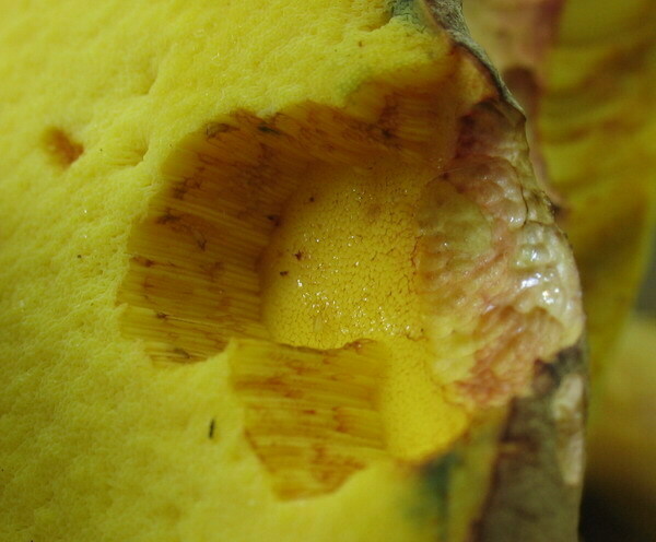 007 Boletus fechtneri = Boletus appendiculatus ssp. pallescens - borowik zotobrzowy podgat. popielaty