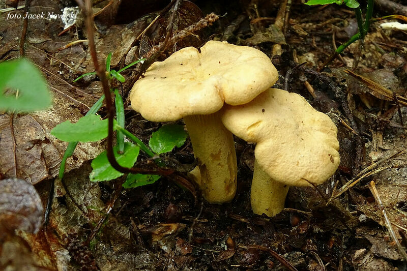 Cantharellus subpruin