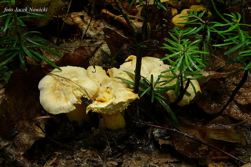 Cantharellus subpruin