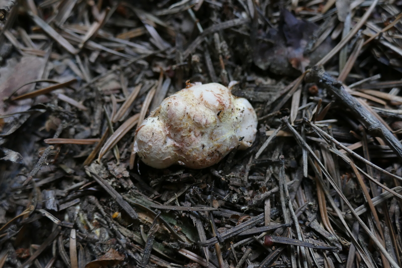 Rhizopogon roseolus?