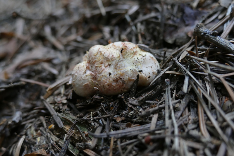 Rhizopogon roseolus?