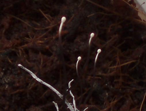 Cordyceps entomorrhiza